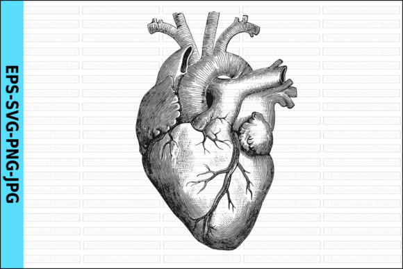 Download Anatomical Heart Vector Realistic Heart - Vector Collection